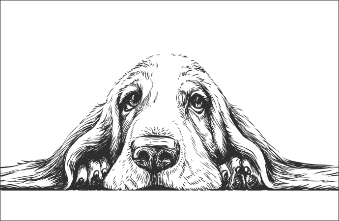 drawing of a dog face