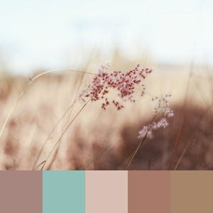 A color palette created from an image of a light-pink flower with dry brown grass and a light blue sky in the background