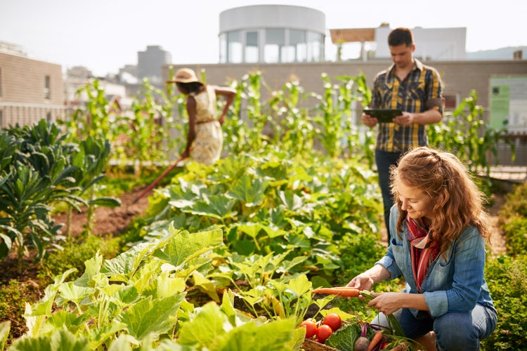 In a garden, a woman gathers vegetables, a man stands near her holding a tablet, and another woman standing nearby uses a garden tool.