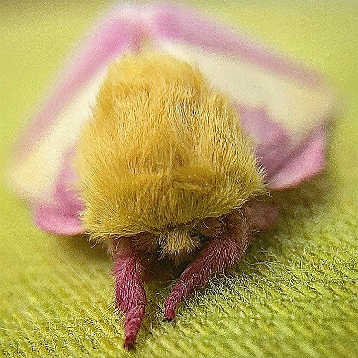 A dryocampa (type of moth) resting on a green cloth