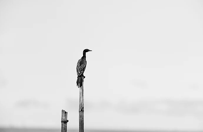 A cormorant resting on a wooden post with a foggy background in an example of minimalist photography