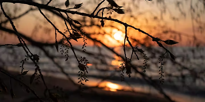 A tree branch with the sunset out of focus in the background