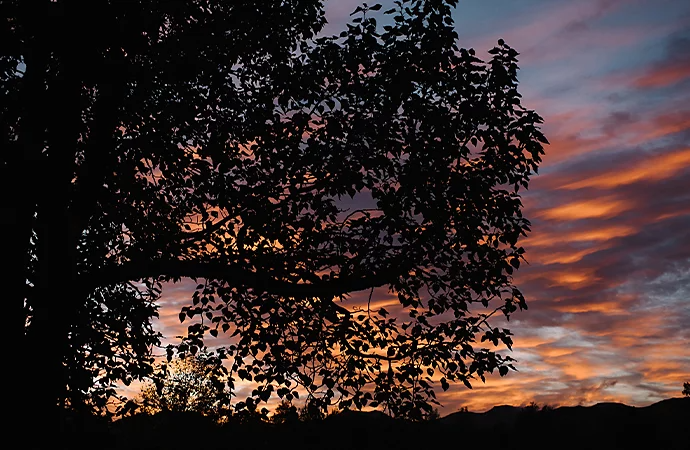 A photo of the silhouette of a tree with a sunset behind it