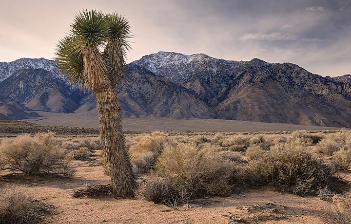 A cactus tree standing above other plants in a desert with a hillside in the background