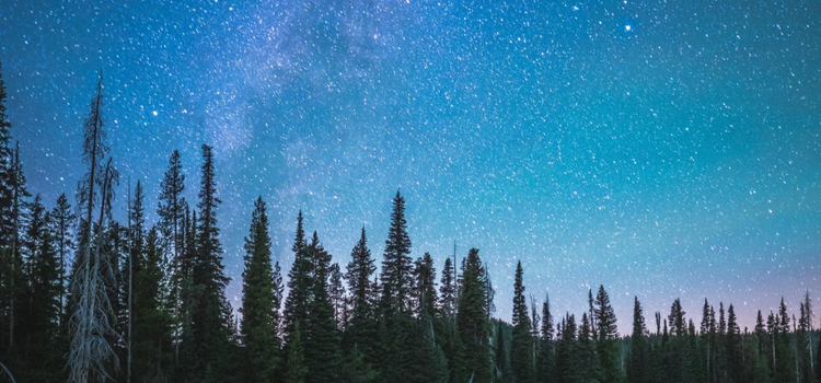 The Milky Way lighting up the night sky above a forest