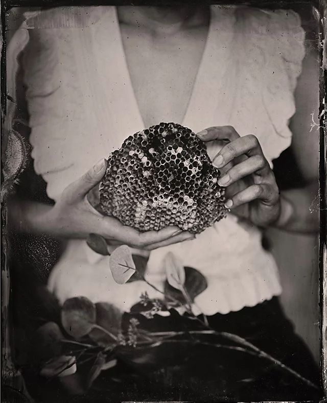 A vintage photo of a person holding an abandoned bees nest