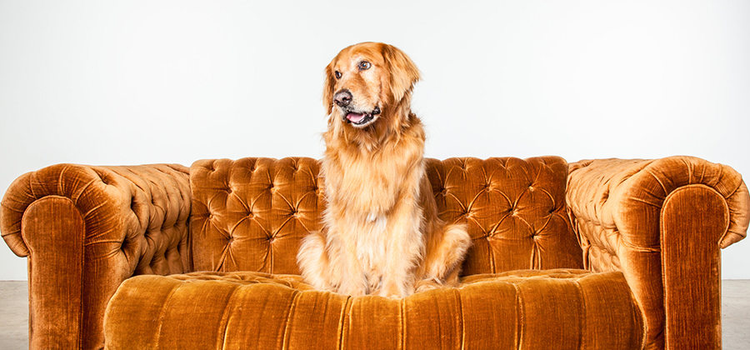 Pet photo of a golden retriever photographed sitting in the center of a burnt orange couch