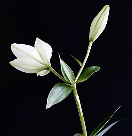 A white tulip in front of a black background