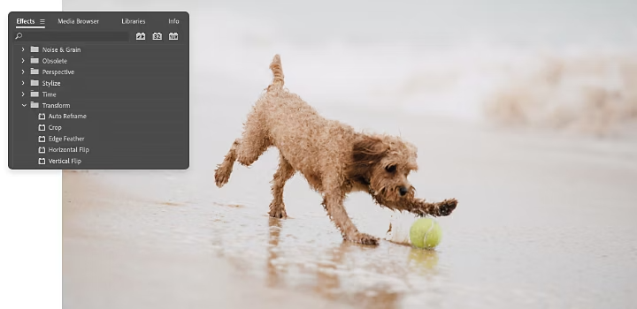 Das Adobe Premiere Pro-Bedienfeld „Effekte“ mit ausgeklapptem Effekt „Transformieren“ über dem Video eines am Strand spielenden Hundes