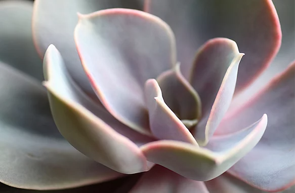 Close-up of a succulent plant which demonstrates what abstract photography can look like