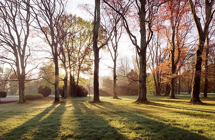 A photo of sunbeams peering through a treescape