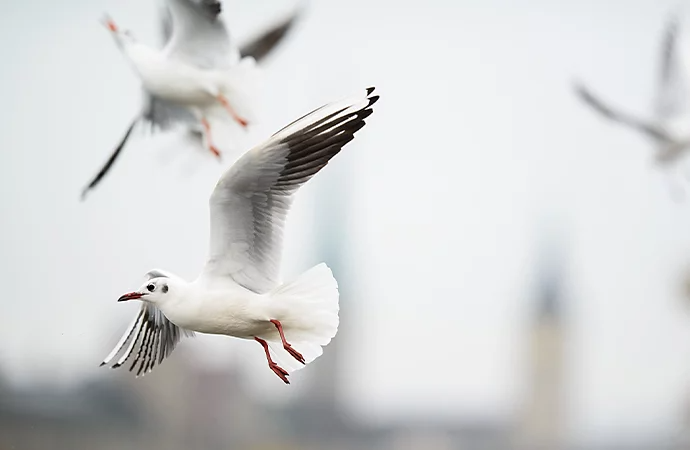 Birds flying in the sky