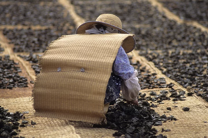 A photo of a farmer laying out their harvest to dry.