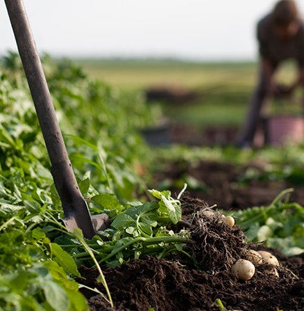 Narrow depth of field photo of freshly dug up potatoes in a field