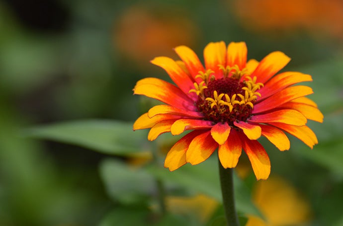 Vivid, narrow depth of field image of an orange and red flower