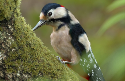 3D polygon modeling of a bird sitting on a tree