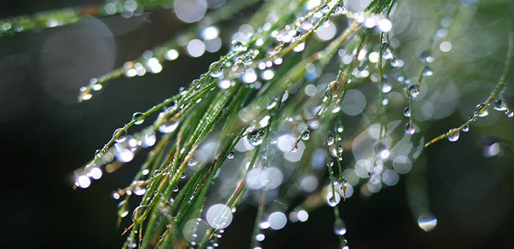 Close up photo of tree branch with water drops blurred.