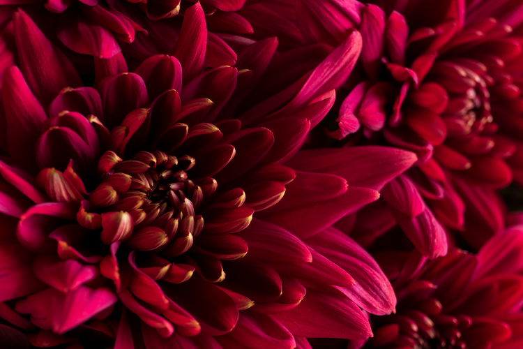 Close up of bright red flowers blooming with lots of petals