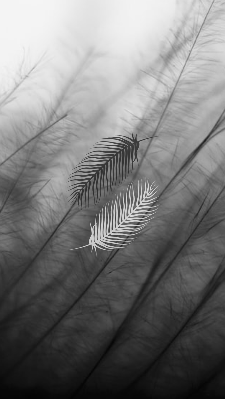 A close-up of a feather Description automatically generated