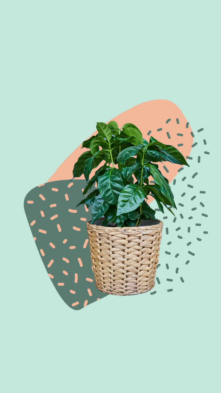 A plant in a pot Description automatically generated