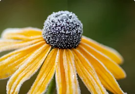 A photo of a yellow flower that has been adjusted using the Clarity slider.