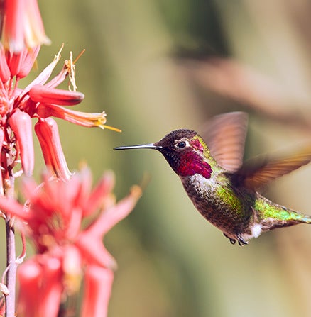 Use macro photography to capture a hummingbird hovering by a red flower