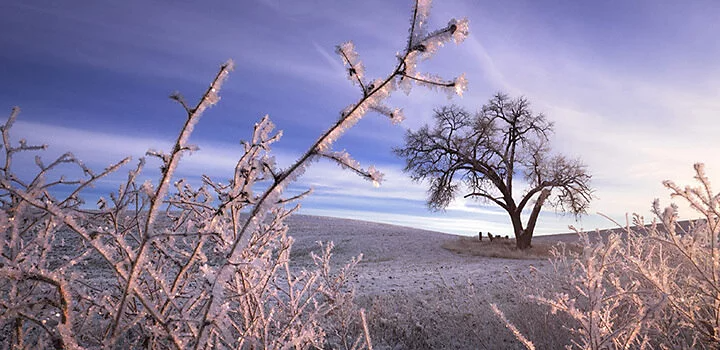 Focus stacked image of frozen farmland