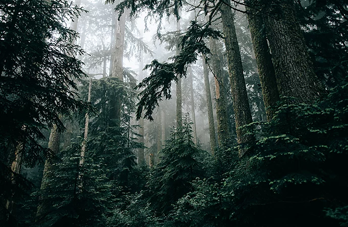 A photo looking up at fog rolling through a forest