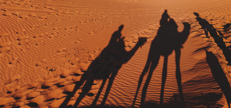 Shadows of camels walking in the desert as a demonstration of shadow photography