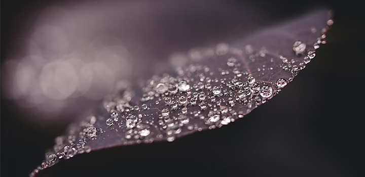 A close-up photo of rain droplets on a plant leaf.