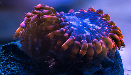 Very detailed photo of a orange and purple sea anemone which demonstrates focus stacking