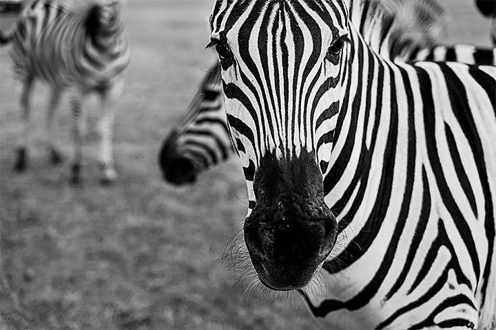 A black-and-white photo of a zebra with more zebras out of focus in the background.