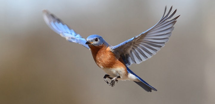 Awesome nature image of a blue bird in mid-flight.