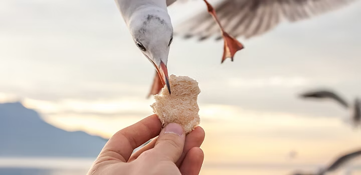 Primer plano de una gaviota comiéndose un trozo de pan de la mano de alguien