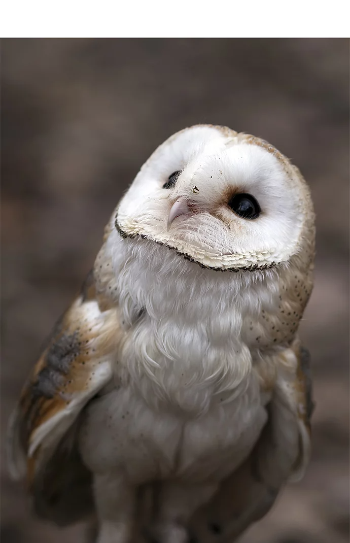 A photo of an owl looking up