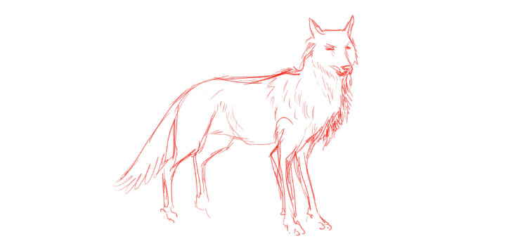 Learn How To Draw A Wolf Adobe