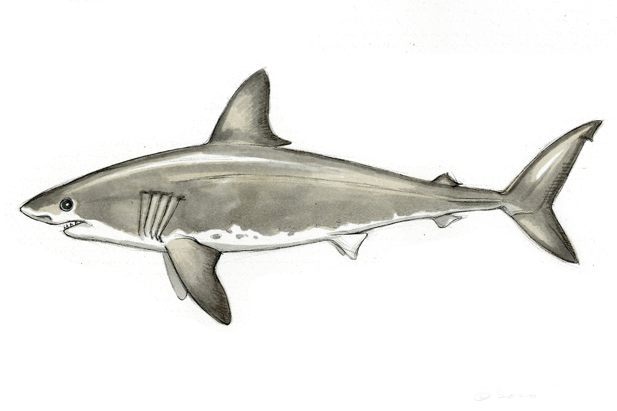 Great White Shark - Art Illustration - Monochromatic Pencil Line Sketch -  Drawing by MadliArt
