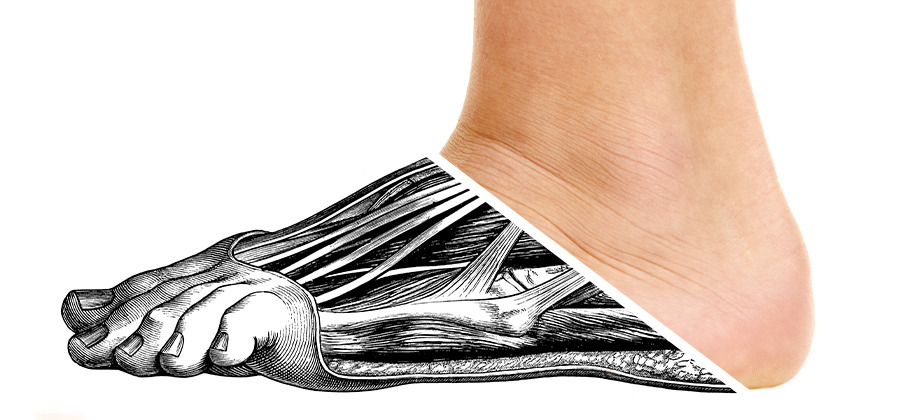 Detailed black and white sketch of the muscles and bones in the front of a foot...