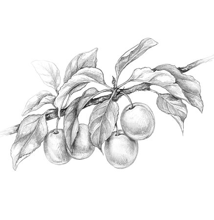 Pencil drawing of a fruit tree branch.