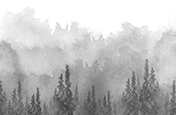 Trees in the fog drawn in ink.