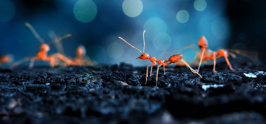 Rote Ameisen auf dunkler Erde