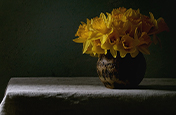 Still-life image of blooming yellow daffodils in low light