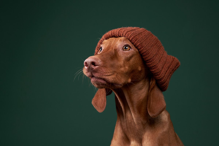 A brown vizsla dog wearing a similarly colored beanie like a hipster in front of a dark green background