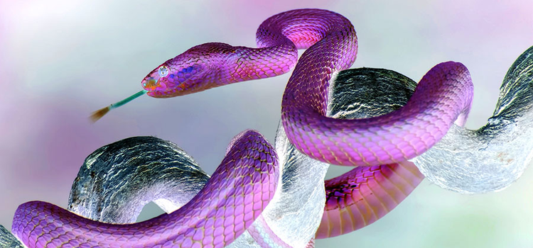 A color-inverted photo of a snake on a tree branch