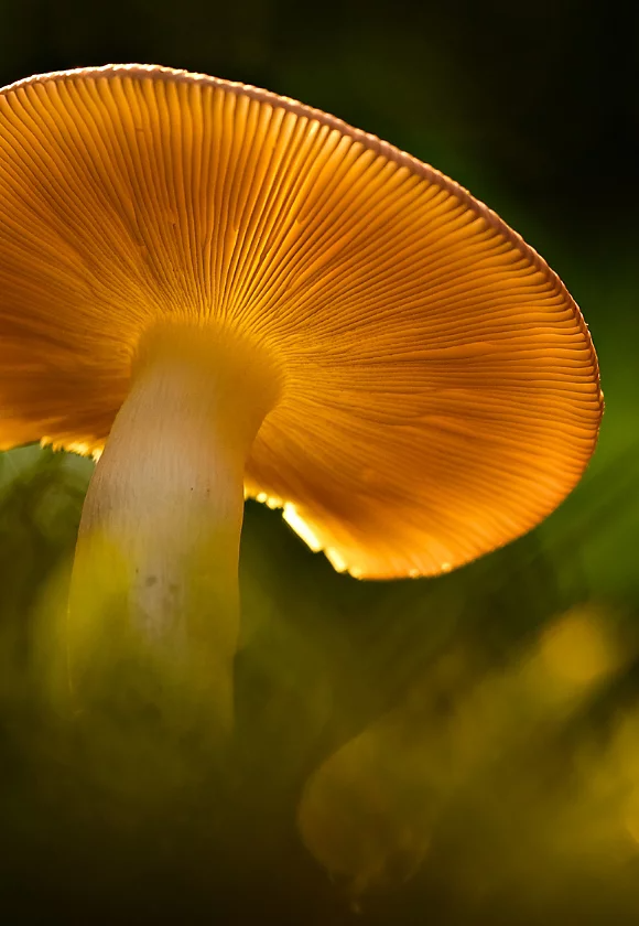 A single golden mushroom photographed with its gills illuminated by the bright light of the sun