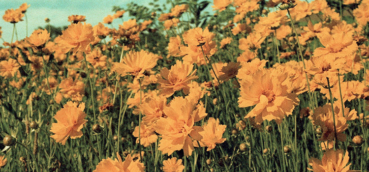 A patch of orange flowers made to look vintage with Photoshop