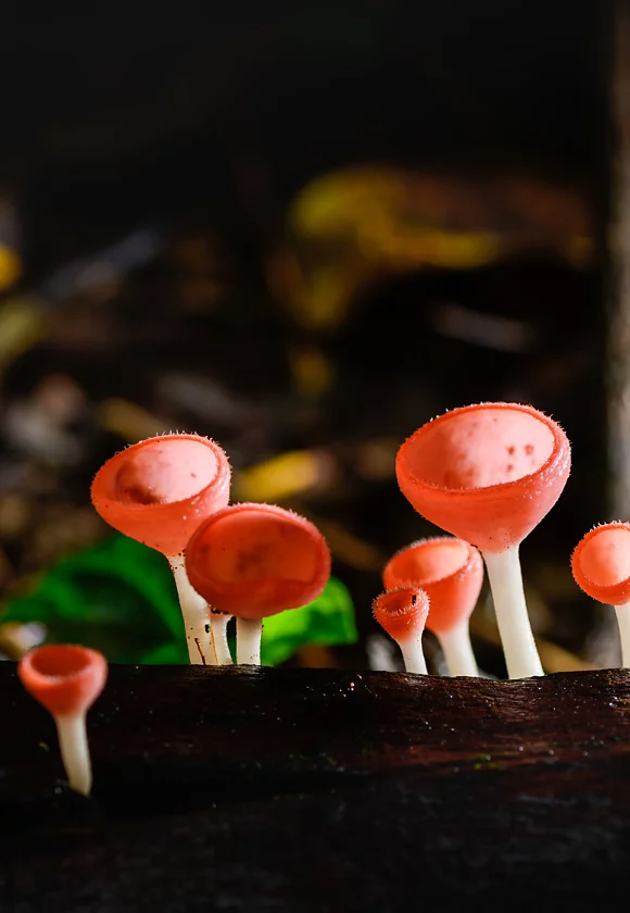 Red-capped and translucent mushrooms captured close up for scientific purposes