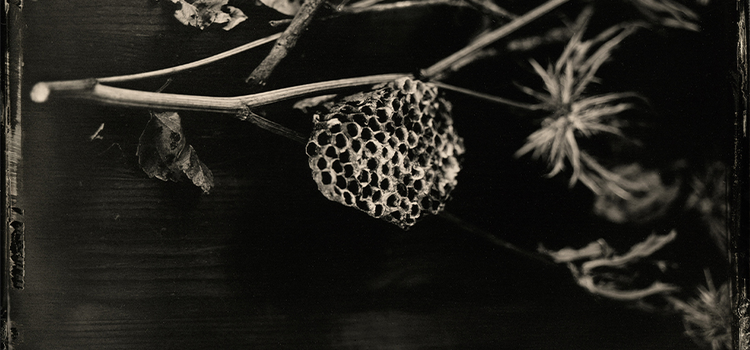 A tintype photo taken of a bee's nest