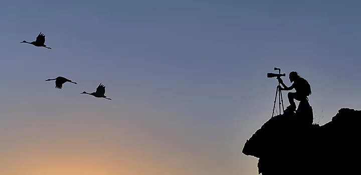 A distant silhouette photo of a bird photographer taking photos of a few of birds flying by