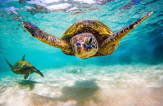 An underwater photo of sea turtles